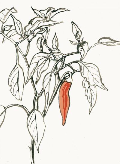 Levendige chili-tekening door Catalina Somolinos