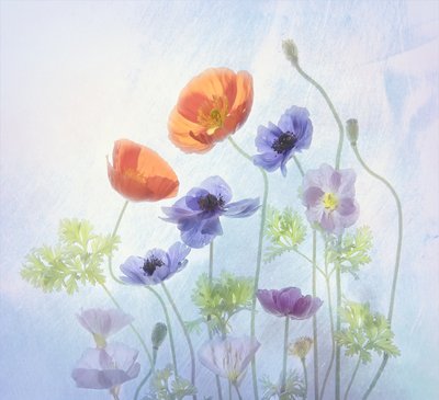 Kleurrijke, etherische bloemen door Catherine Wang