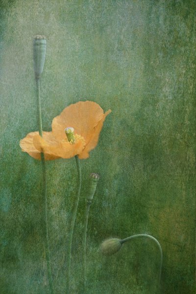  door Catherine Wang