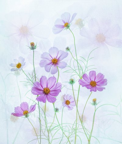 Dromerige roze cosmos door Catherine Wang