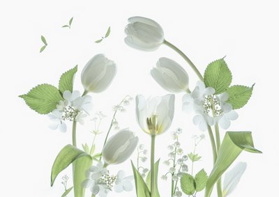 Etherische witte tulpen door Catherine Wang