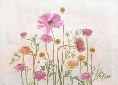 Soft Pink Ranunculus door Catherine Wang