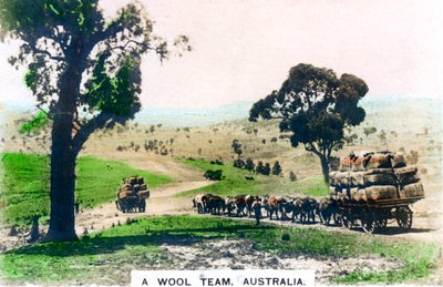 Een wolteam, Australië, c1920s door Cavenders Ltd