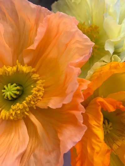 Compositie - Bloemen, 2019 (foto) door Cécile Jamet