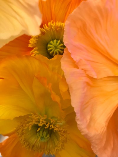 Compositie - Bloemen, 2019 (foto) door Cécile Jamet