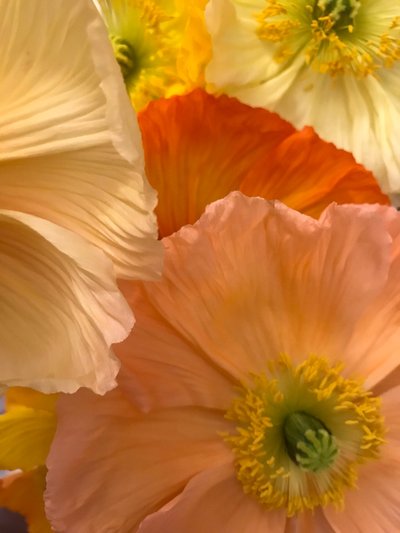 Compositie - Bloemen, 2019 (foto) door Cécile Jamet