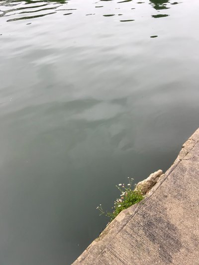 Samenstelling, 2019 (foto) door Cécile Jamet