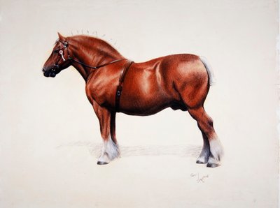 Een kampioen Suffolk Punch door Cecil Charles Windsor Aldin
