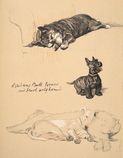 Aberdeens, Bull-Terrier en Ierse Wolfshond, 1930, Illustraties uit zijn Schetsboek gebruikt voor Just Among Friends, Aldin, Cecil Charles Windsor (1870-1935), later uitgegeven door Eyre and Spottiswoode Limited door Cecil Charles Windsor Aldin
