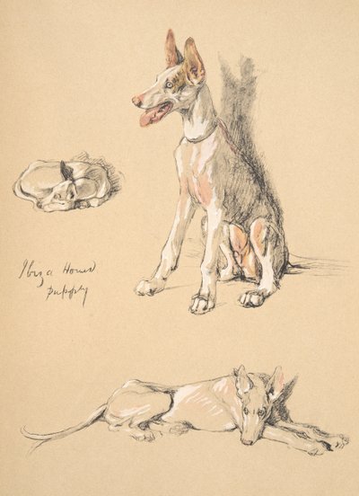 Ibiza Hondenpuppy, 1930, Illustraties uit zijn Schetsboek gebruikt voor Just Among Friends, Aldin, Cecil Charles Windsor (1870-1935), later uitgegeven door Eyre and Spottiswoode Limited, 1934 door Cecil Charles Windsor Aldin