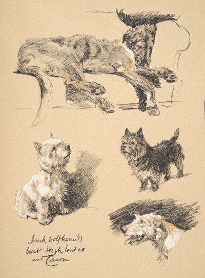 Ierse wolfshond, West Highlander en Cairn, 1930, Illustraties uit zijn schetsboek gebruikt voor 