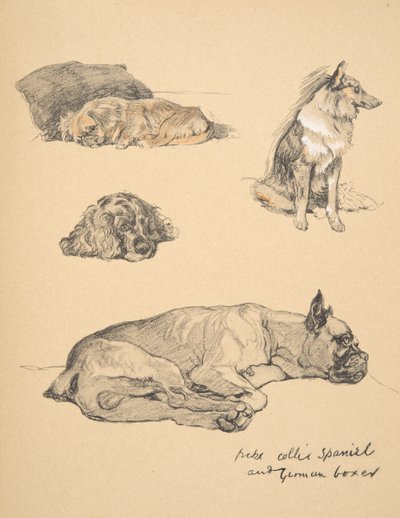 Peke, Collie, Spaniel en Duitse Boxer, 1930, illustraties uit zijn schetsboek voor 