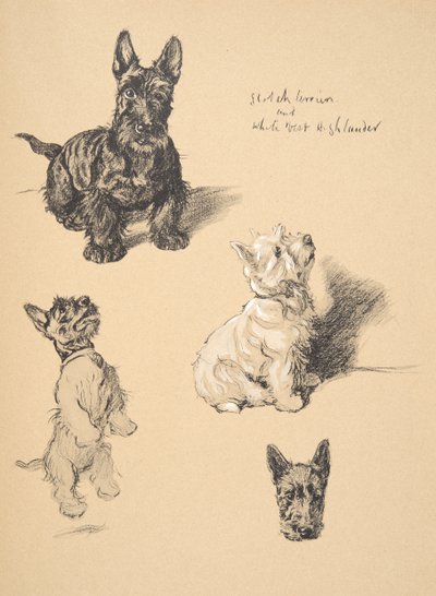 Schotse Terrier en Witte West Highlander, 1930, Illustraties uit zijn Schetsboek gebruikt voor Just Among Friends, Aldin, Cecil Charles Windsor (1870-1935), later uitgegeven door Eyre and Spottiswoode Limited door Cecil Charles Windsor Aldin