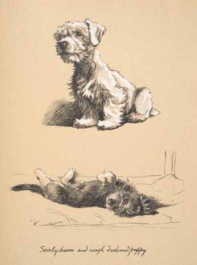 Sealyham en Rough Dachund Puppy, 1930, Illustraties uit zijn schetsboek gebruikt voor Just Among Friends, later gepubliceerd door Eyre en Spottiswoode Limited, 1934 door Cecil Charles Windsor Aldin