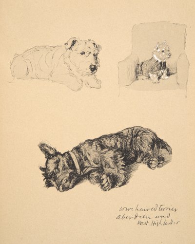 Draadhaar Terrier, Aberdeen en West Highlander, 1930, Illustraties uit zijn Schetsboek gebruikt voor Just Among Friends, Aldin, Cecil Charles Windsor (1870-1935), later uitgegeven door Eyre and Spottiswoode Limited door Cecil Charles Windsor Aldin