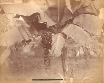 Bananenboom, Horticultural Hall, Centennial Exhibition, Philadelphia door Centennial Photographic Co.