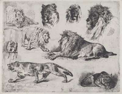 Studie van leeuwen door Cesare Biseo