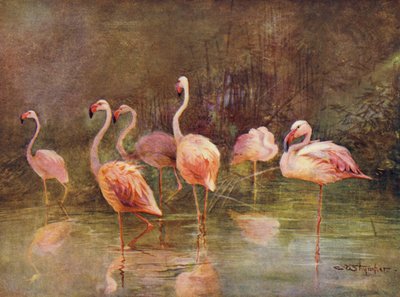 Flamingo