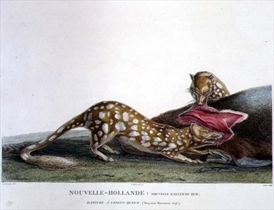 Dasyurus Macrourus, een Langstaart Dasyure, uit Nieuw-Zuid-Wales, Nieuw-Holland, plaat 33 uit 