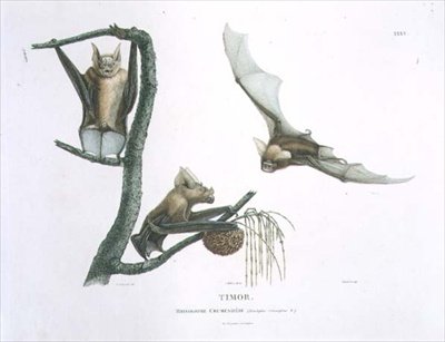 Rhinolophus Crumeniferus, een Hoefijzerneusvleermuis, uit Timor, plaat 35 uit 