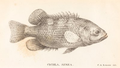 Cichla, Aenea door Charles Alexandre Lesueur
