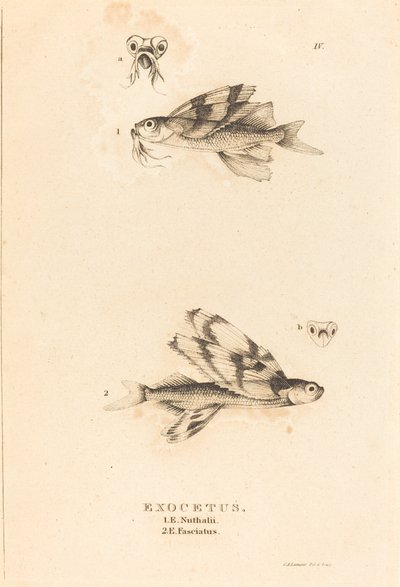 Exocetus door Charles Alexandre Lesueur