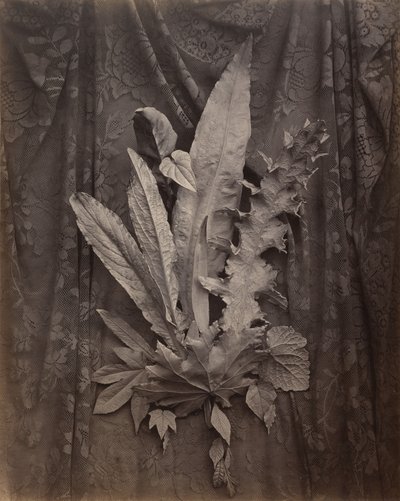 [Een arrangement van tabaksbladeren en gras]. door Charles Aubry
