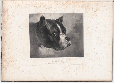 Bulldog door Charles Aubry
