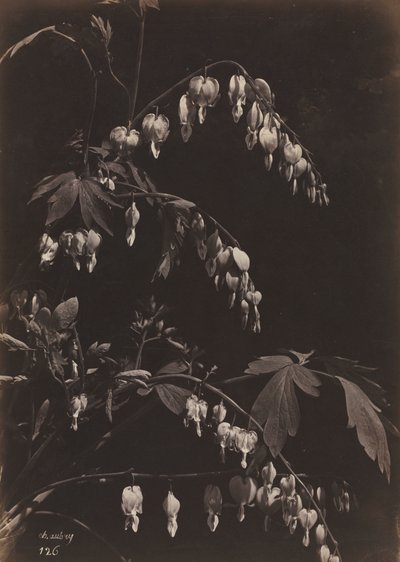 Floraal Stilleven Bleeding Hearts, c. 1865 door Charles Aubry
