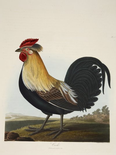 Haan, Phasianus, uit 