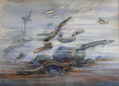 Zeevis, ca. 1907 door Charles Bernier