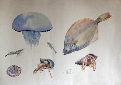 Aquarel met kwallen, ca. 1901 door Charles Bernier