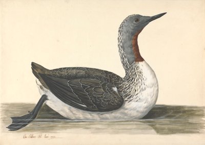 Een Roodkeelduiker, Juni 1742 door Charles Collins