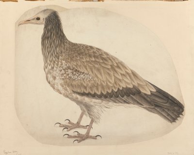 Egyptische gier door Charles Collins