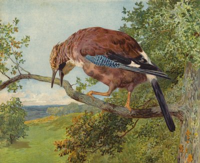 Euraziatische gaai door Charles Collins