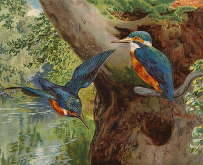IJsvogels door Charles Collins
