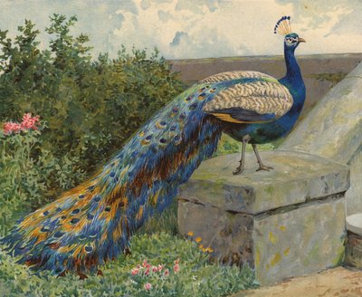 Pauw door Charles Collins
