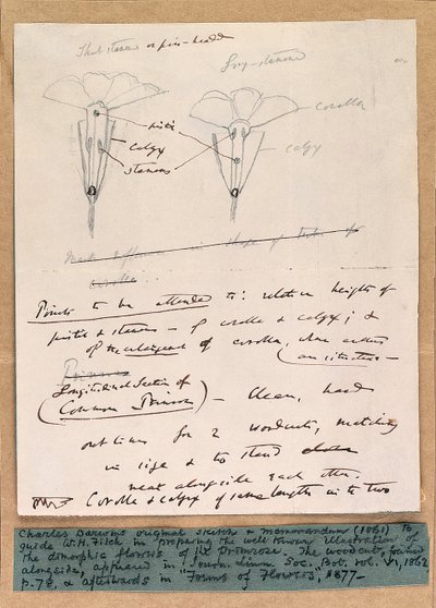 Autograaf schets van de dimorfe bloemen van de sleutelbloem, 1861 door Charles Darwin