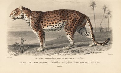 Luipaard, uit 