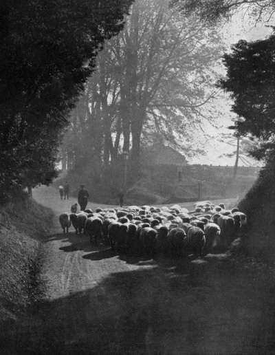 Schapen op weg naar de Wilton Schapenmarkt, Wilton, Wiltshire, 1924-1926 door Charles E. Brown