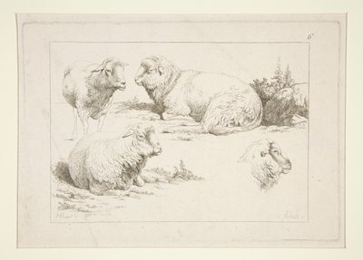 Studie van Schapen door Charles Echard