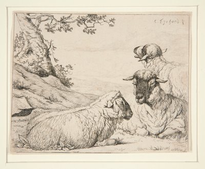 Drie schapen door Charles Echard