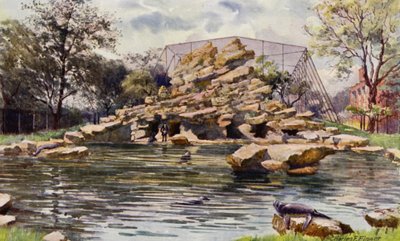 Londense Zoo: Zeeleeuwen vijver (kleur litho) door Charles Edwin Flower