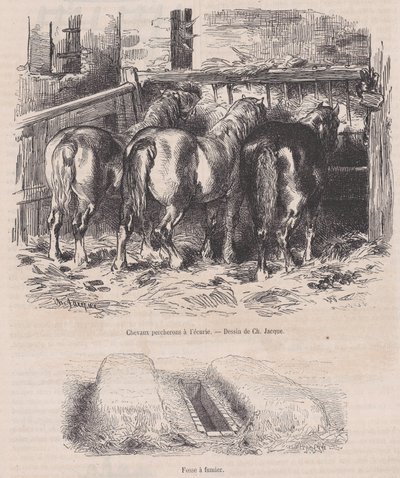 Percheron paarden in de stal, mesthoop, uit Magasin Pittoresque, ca. 1852 door Charles Emile Jacque