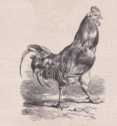 Boerderijkip, gewone soort, uit Magasin Pittoresque door Charles Emile Jacque