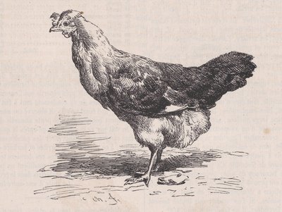 Poule française ordinaire, slechte legster, uit Magasin Pittoresque, ca. 1852 door Charles Emile Jacque