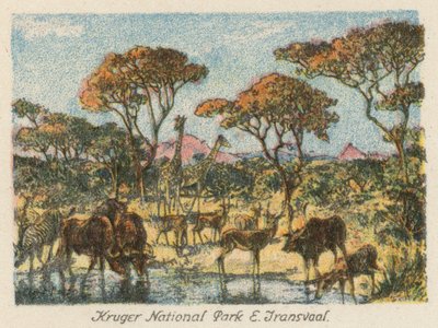 Zuid-Afrika: Kruger Nationaal Park, E Transvaal door Charles Ernest Peers