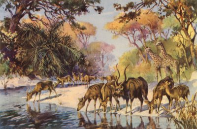 Zuid-Afrika: Kruger Nationaal Park, Transvaal door Charles Ernest Peers