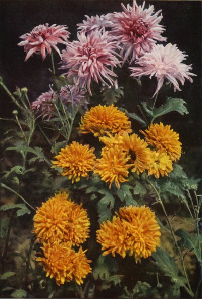 Rand Chrysanten door Charles Essenhigh Corke