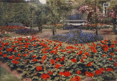 Geranium Paul Crampel en Andere Zomerbloemen door Charles Essenhigh Corke